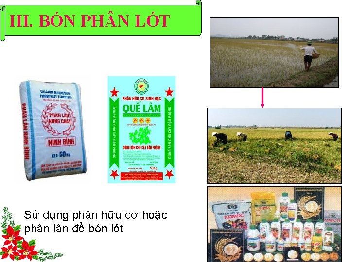 III. BÓN PH N LÓT Sử dụng phân hữu cơ hoặc phân lân để