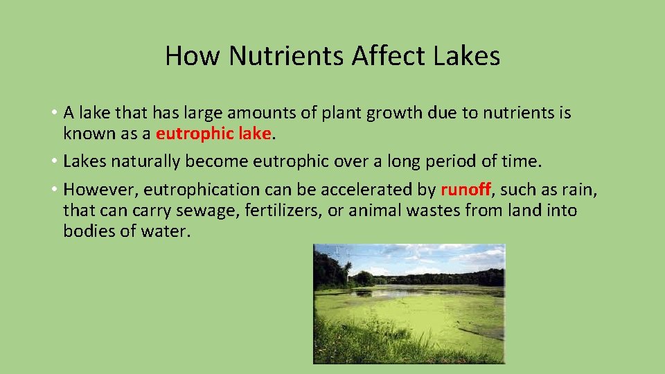 How Nutrients Affect Lakes • A lake that has large amounts of plant growth