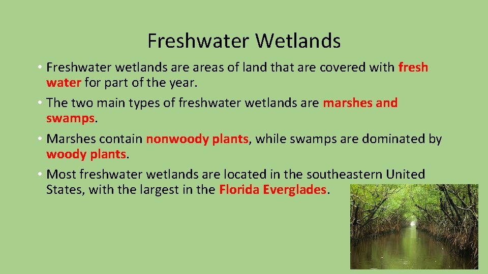 Freshwater Wetlands • Freshwater wetlands areas of land that are covered with fresh water