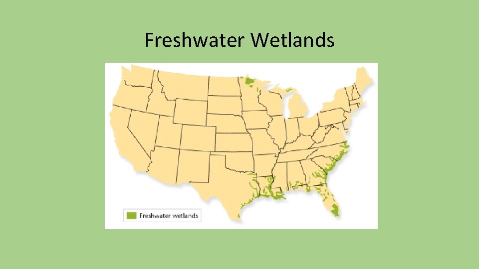 Freshwater Wetlands Freshwater Wetlands