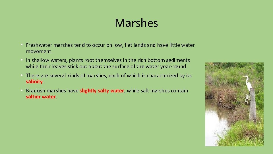 Marshes • Freshwater marshes tend to occur on low, flat lands and have little