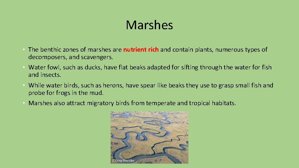 Marshes • The benthic zones of marshes are nutrient rich and contain plants, numerous