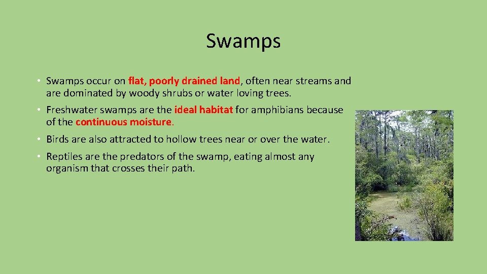 Swamps • Swamps occur on flat, poorly drained land, often near streams and are Swamps • Swamps occur on flat, poorly drained land, often near streams and are
