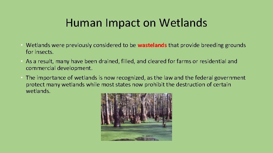 Human Impact on Wetlands • Wetlands were previously considered to be wastelands that provide