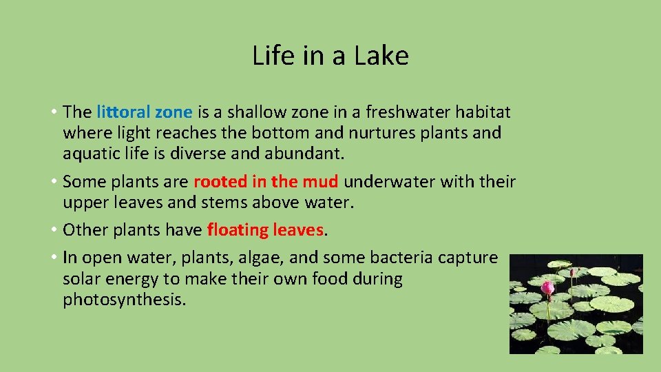 Life in a Lake • The littoral zone is a shallow zone in a