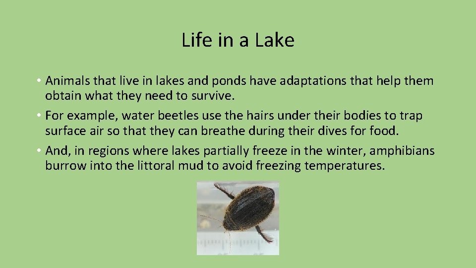 Life in a Lake • Animals that live in lakes and ponds have adaptations Life in a Lake • Animals that live in lakes and ponds have adaptations