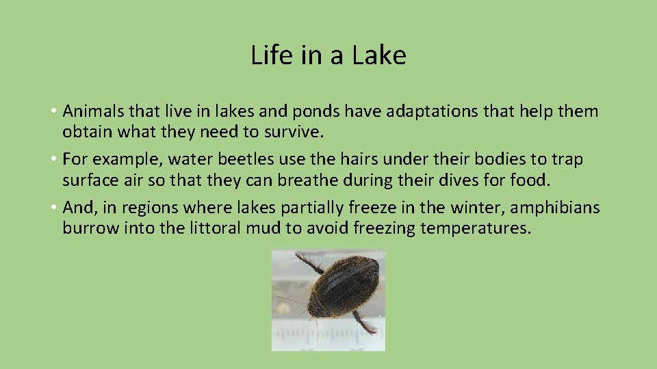 Life in a Lake • Animals that live in lakes and ponds have adaptations