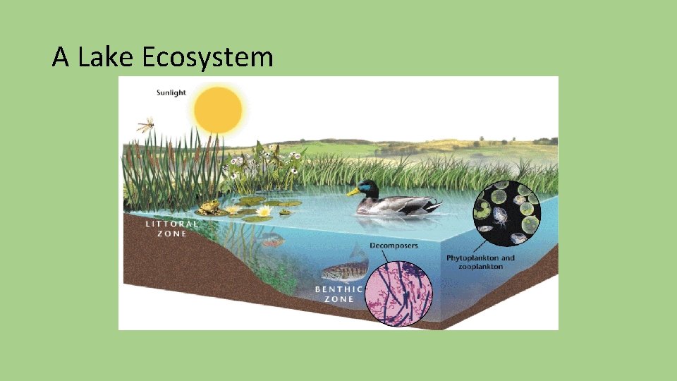 A Lake Ecosystem A Lake Ecosystem
