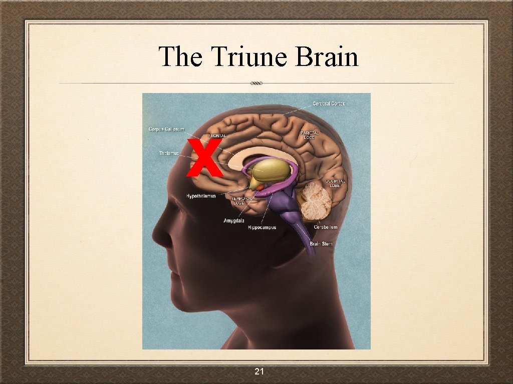 The Triune Brain x 21 
