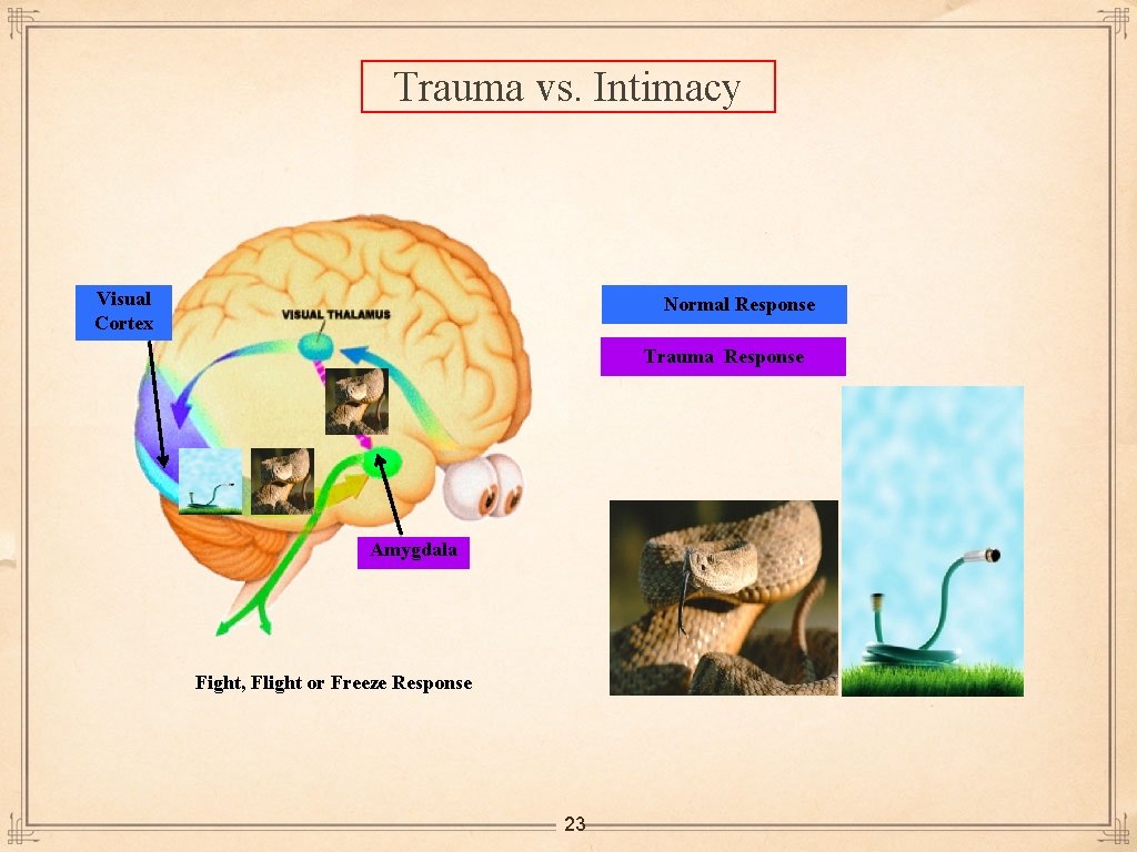 Trauma vs. Intimacy Visual Cortex Normal Response Trauma Response Amygdala Fight, Flight or Freeze