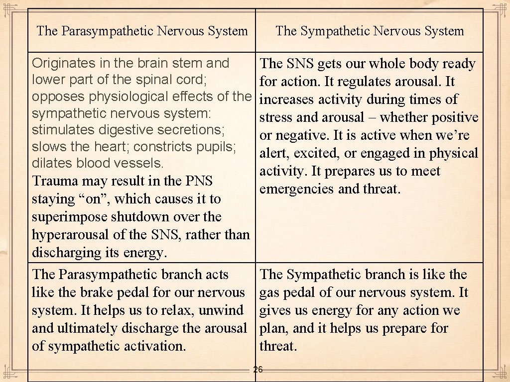The Parasympathetic Nervous System The Sympathetic Nervous System Originates in the brain stem and