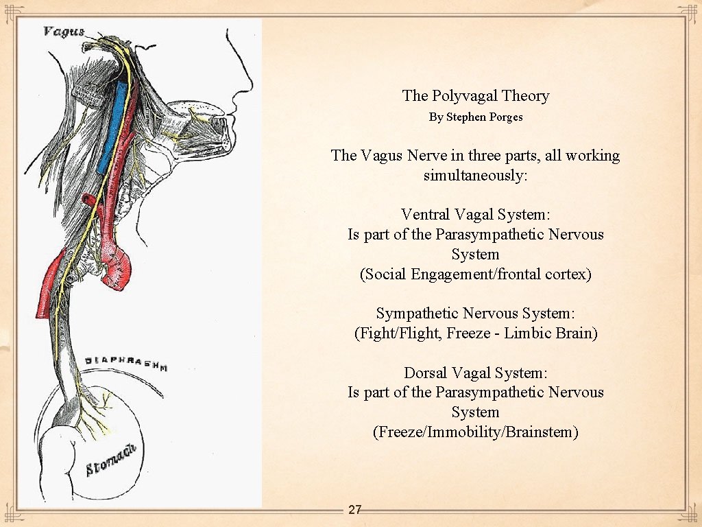 The Polyvagal Theory By Stephen Porges The Vagus Nerve in three parts, all working