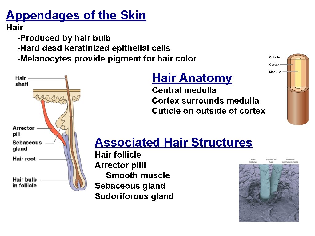 Appendages of the Skin Hair -Produced by hair bulb -Hard dead keratinized epithelial cells