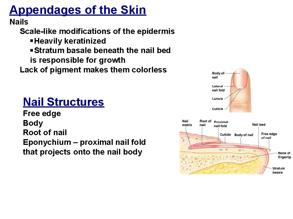 Appendages of the Skin Nails Scale-like modifications of the epidermis §Heavily keratinized §Stratum basale