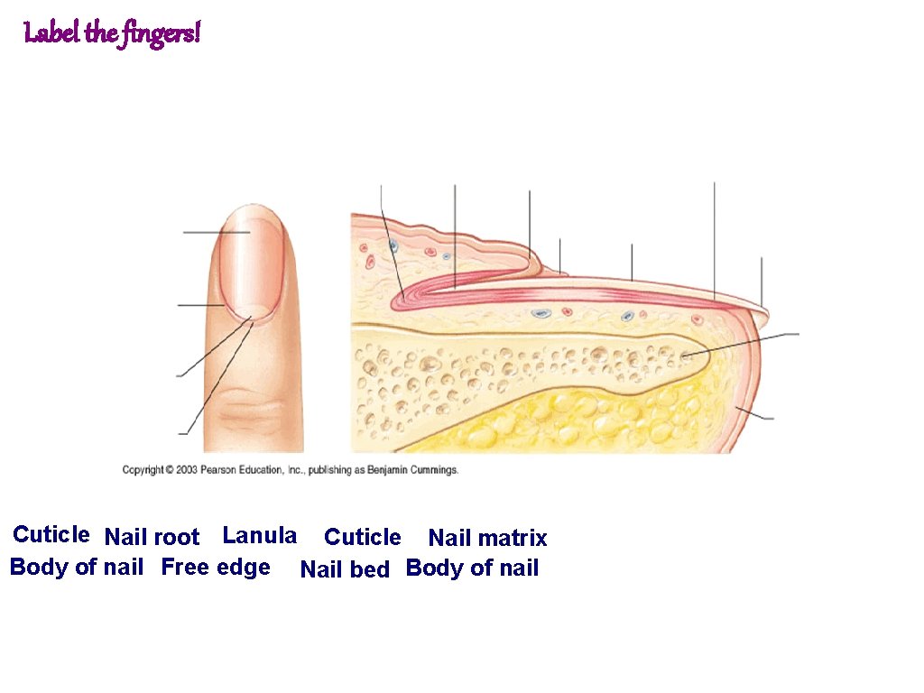 Label the fingers! Cuticle Nail root Lanula Cuticle Nail matrix Body of nail Free