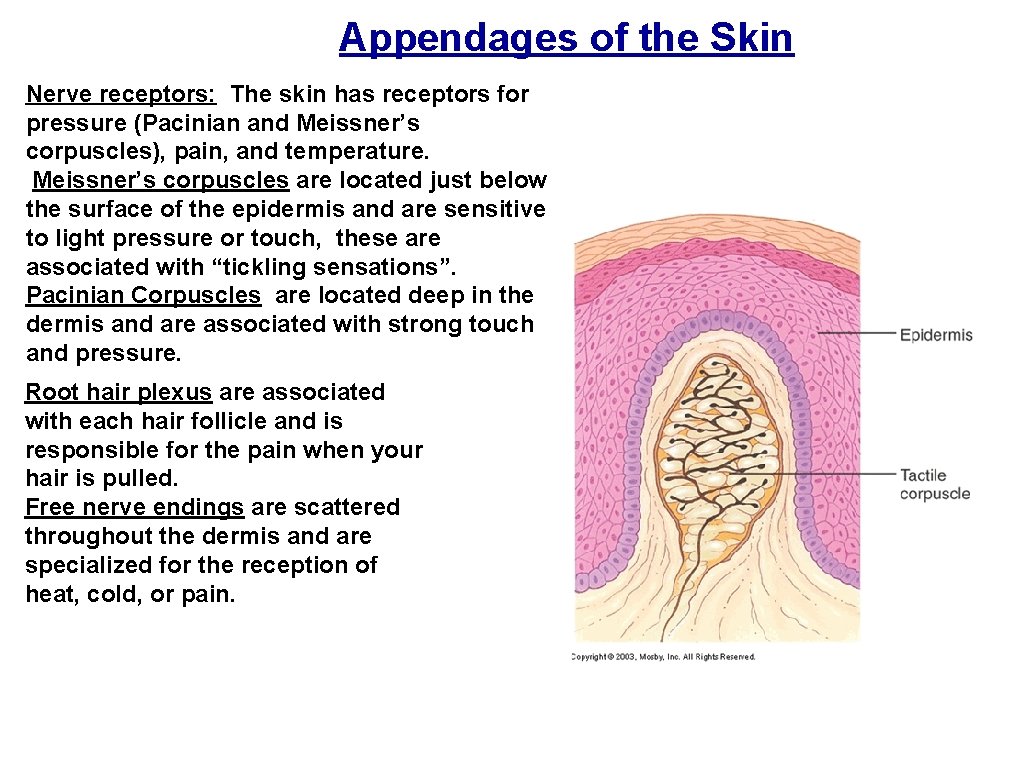 Appendages of the Skin Nerve receptors: The skin has receptors for pressure (Pacinian and