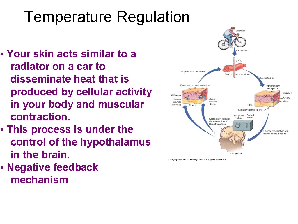 Temperature Regulation • Your skin acts similar to a radiator on a car to