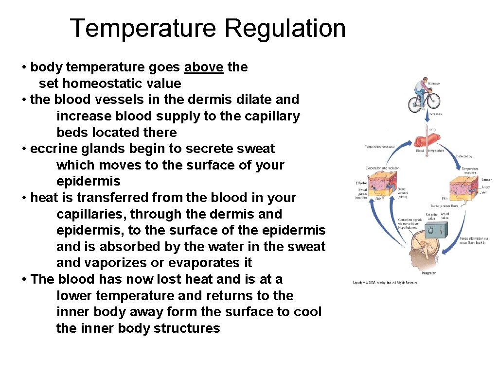 Temperature Regulation • body temperature goes above the set homeostatic value • the blood