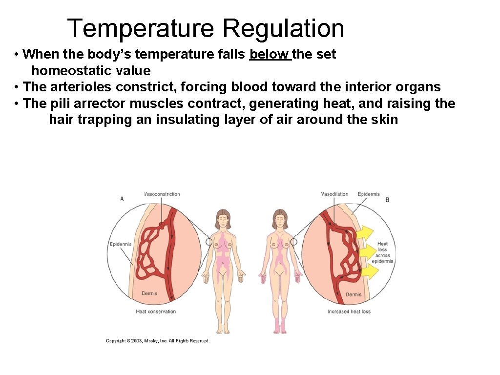 Temperature Regulation • When the body’s temperature falls below the set homeostatic value •