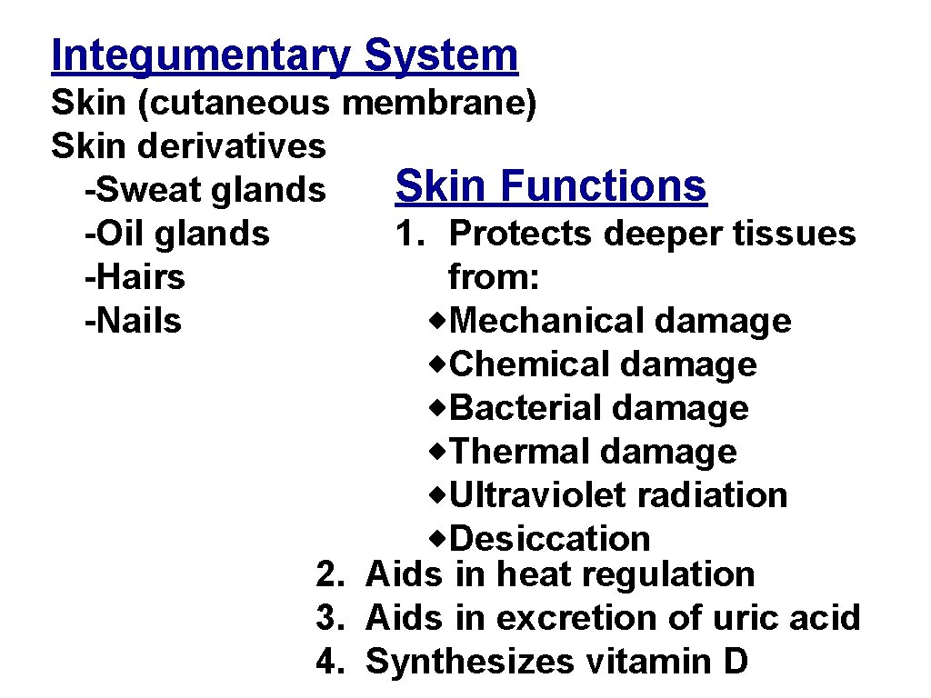 Integumentary System Skin (cutaneous membrane) Skin derivatives Skin Functions -Sweat glands -Oil glands 1.