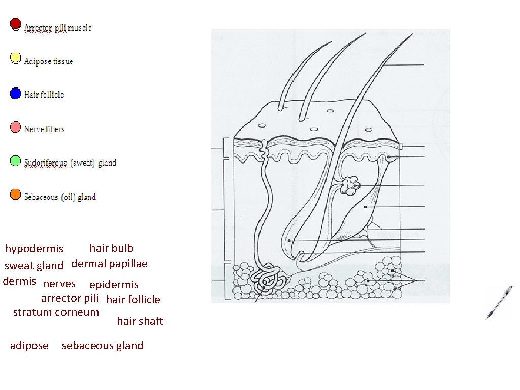 hair bulb hypodermis sweat gland dermal papillae dermis nerves epidermis arrector pili hair follicle