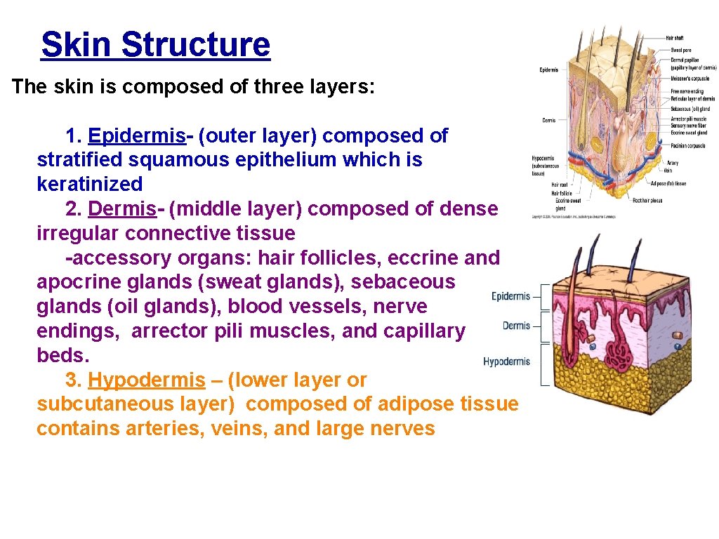 Skin Structure The skin is composed of three layers: 1. Epidermis- (outer layer) composed