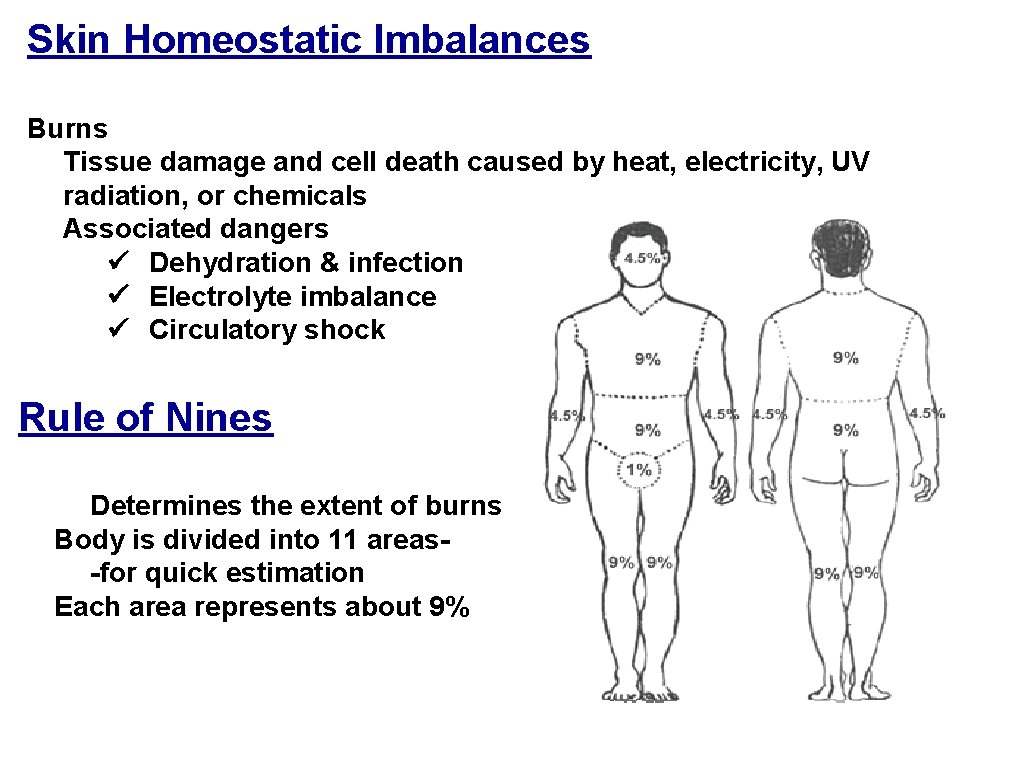 Skin Homeostatic Imbalances Burns Tissue damage and cell death caused by heat, electricity, UV