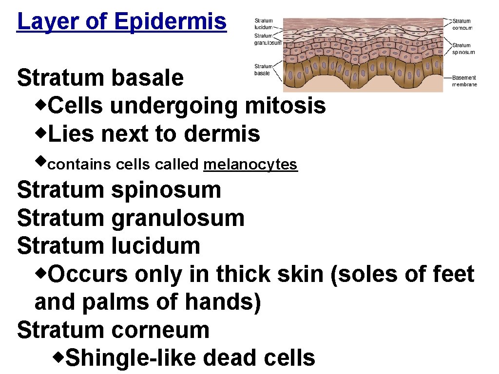 Layer of Epidermis Stratum basale w. Cells undergoing mitosis w. Lies next to dermis