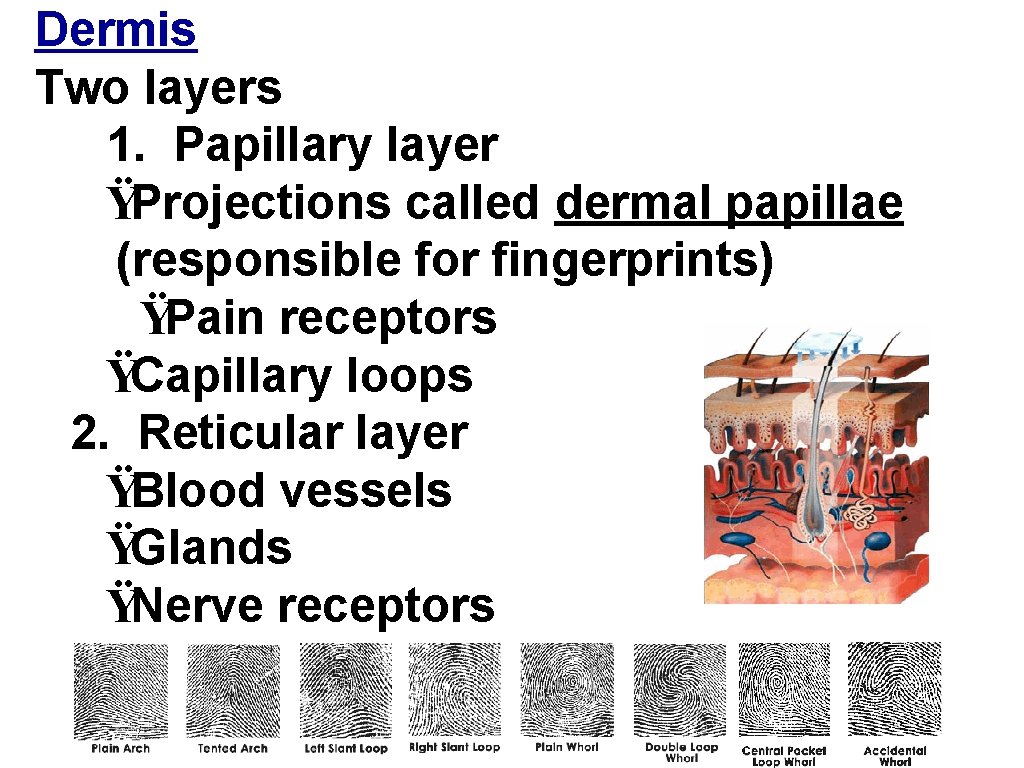 Dermis Two layers 1. Papillary layer ŸProjections called dermal papillae (responsible for fingerprints) ŸPain