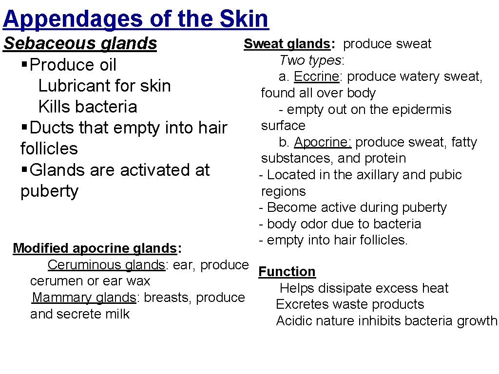 Appendages of the Skin Sebaceous glands §Produce oil Lubricant for skin Kills bacteria §Ducts