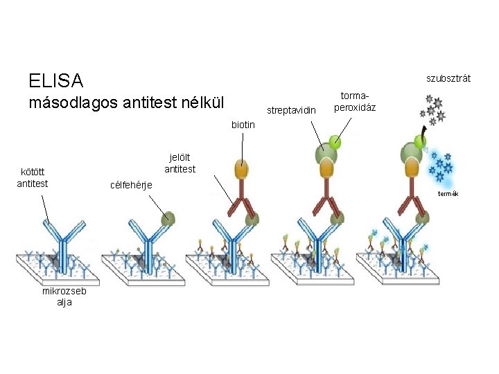 ELISA szubsztrát másodlagos antitest nélkül streptavidin tormaperoxidáz biotin kötött antitest mikrozseb alja jelölt antitest