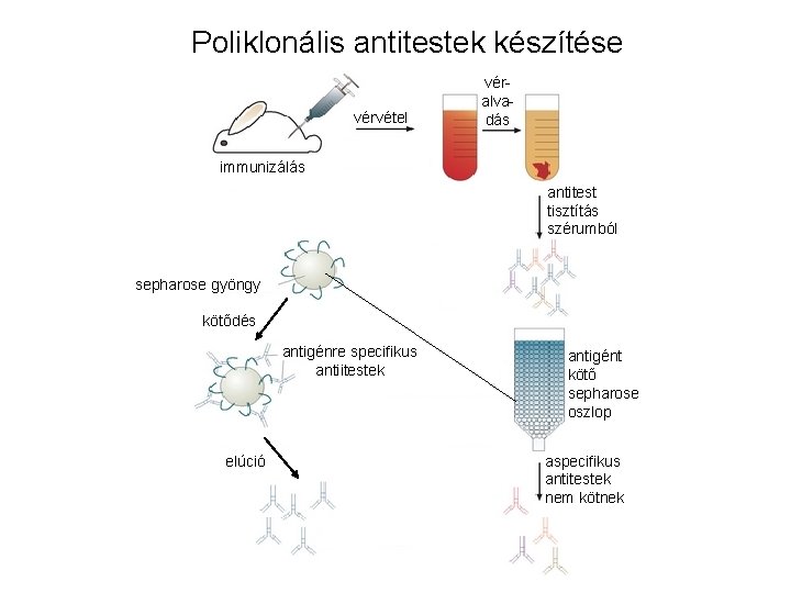 Poliklonális antitestek készítése vérvétel véralvadás immunizálás antitest tisztítás szérumból sepharose gyöngy kötődés antigénre specifikus