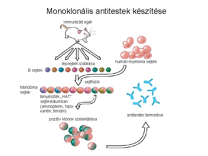 Monoklonális antitestek készítése immunizált egér lépsejtek izolálása humán myeloma sejtek B sejtek sejtfúzió hibridóma