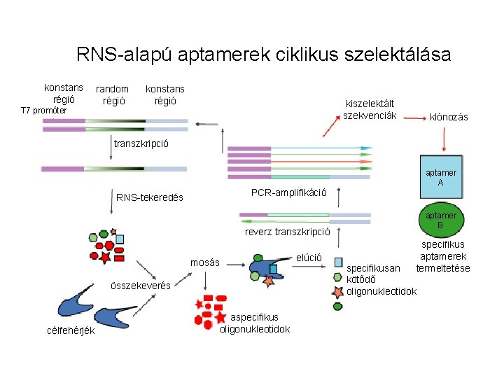 RNS-alapú aptamerek ciklikus szelektálása konstans régió T 7 promóter random régió konstans régió kiszelektált