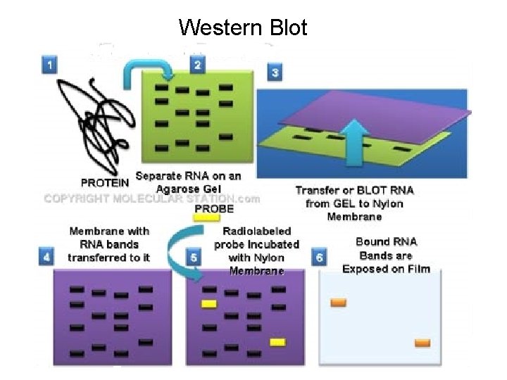 Western Blot 