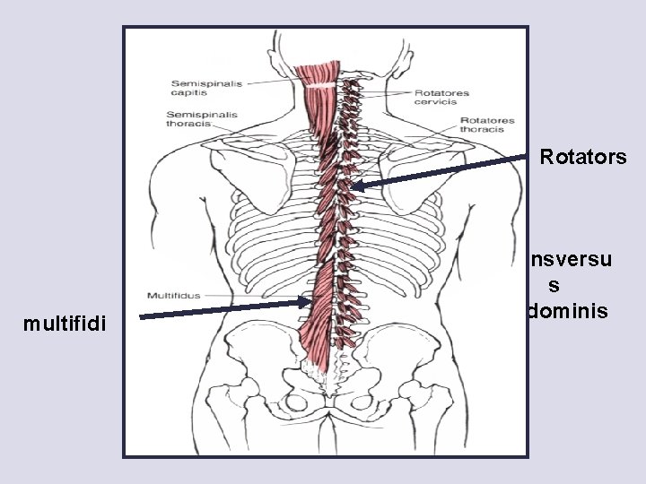Rotators multifidi Transversu s abdominis 