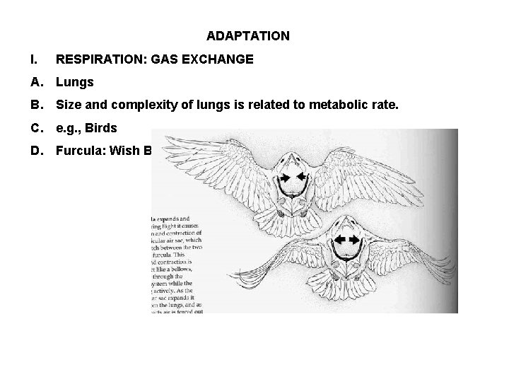 ADAPTATION I. RESPIRATION: GAS EXCHANGE A. Lungs B. Size and complexity of lungs is