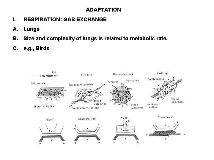 ADAPTATION I. RESPIRATION: GAS EXCHANGE A. Lungs B. Size and complexity of lungs is