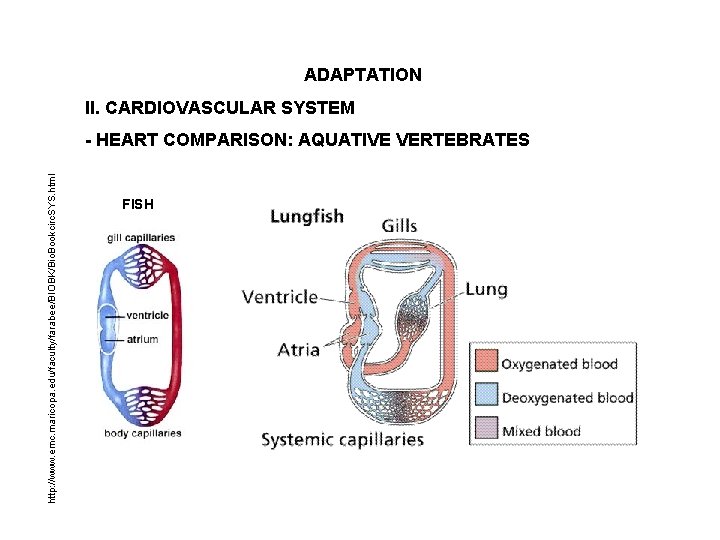 ADAPTATION II. CARDIOVASCULAR SYSTEM http: //www. emc. maricopa. edu/faculty/farabee/BIOBK/Bio. Bookcirc. SYS. html - HEART