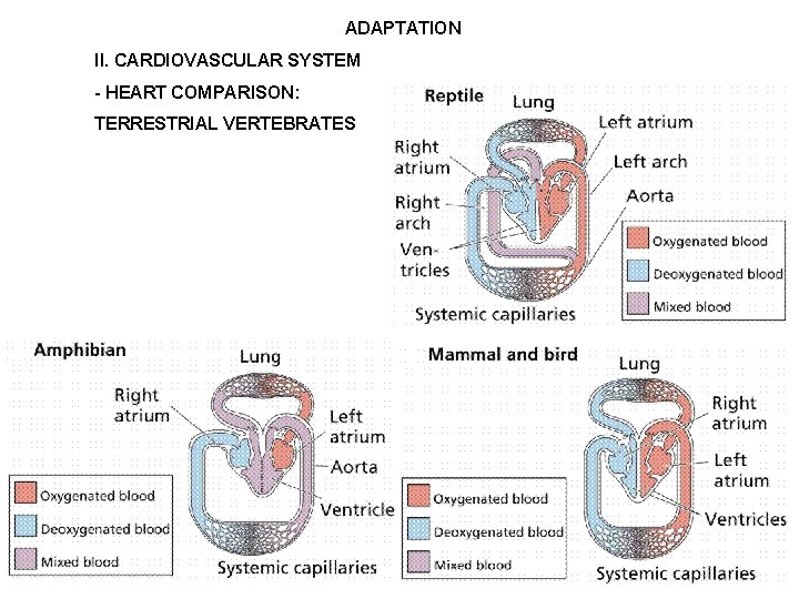 ADAPTATION II. CARDIOVASCULAR SYSTEM - HEART COMPARISON: TERRESTRIAL VERTEBRATES 