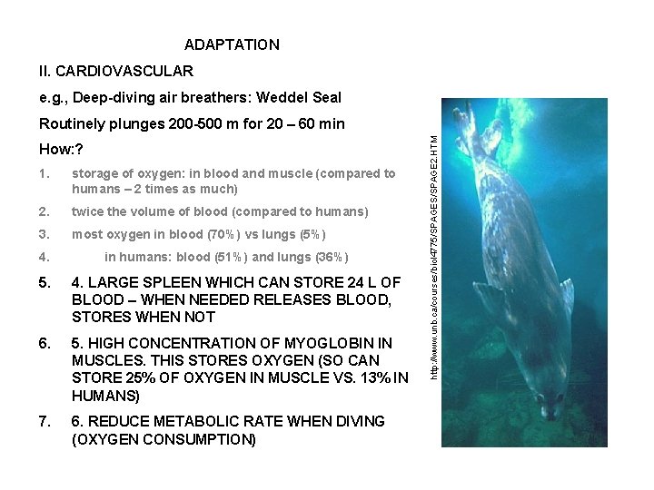 ADAPTATION II. CARDIOVASCULAR e. g. , Deep-diving air breathers: Weddel Seal How: ? 1.