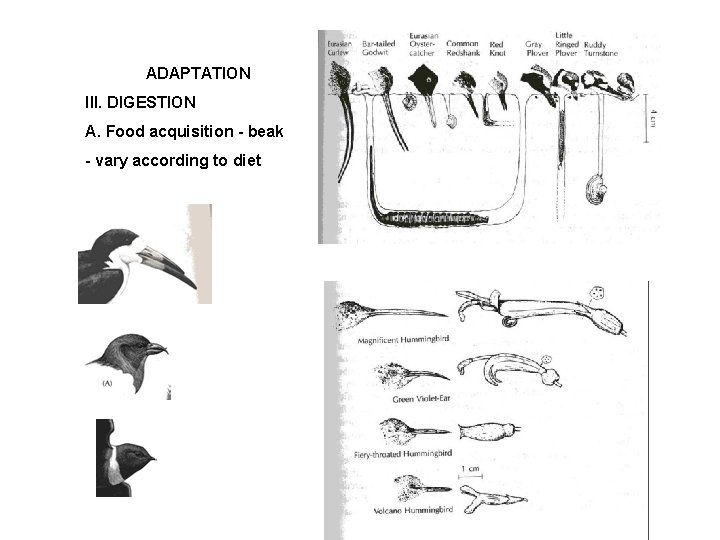 ADAPTATION III. DIGESTION A. Food acquisition - beak - vary according to diet 