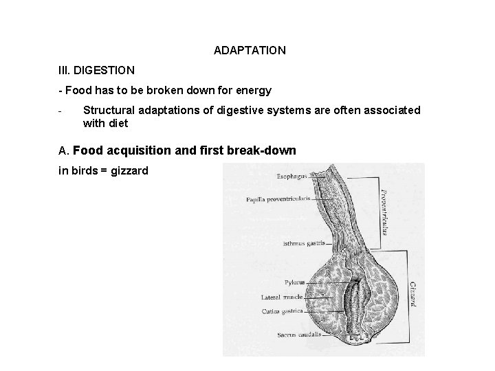 ADAPTATION III. DIGESTION - Food has to be broken down for energy - Structural