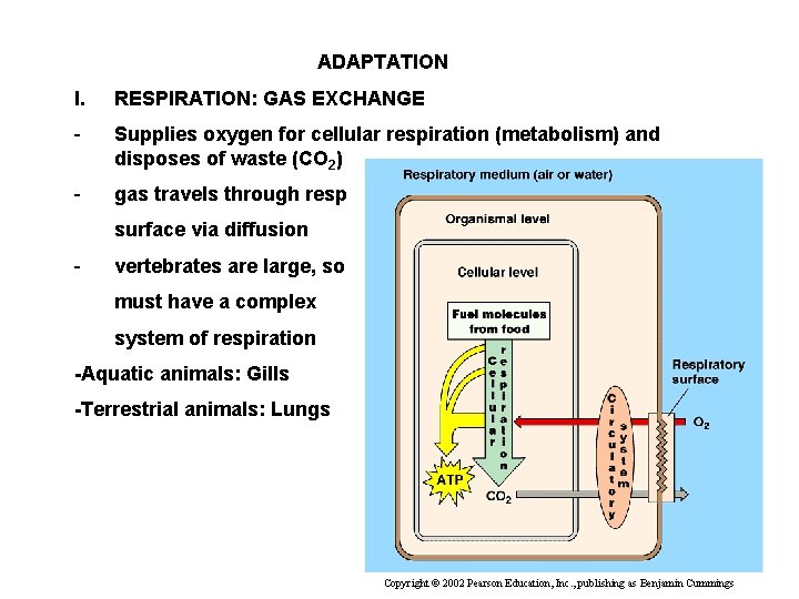 ADAPTATION I. RESPIRATION: GAS EXCHANGE - Supplies oxygen for cellular respiration (metabolism) and disposes