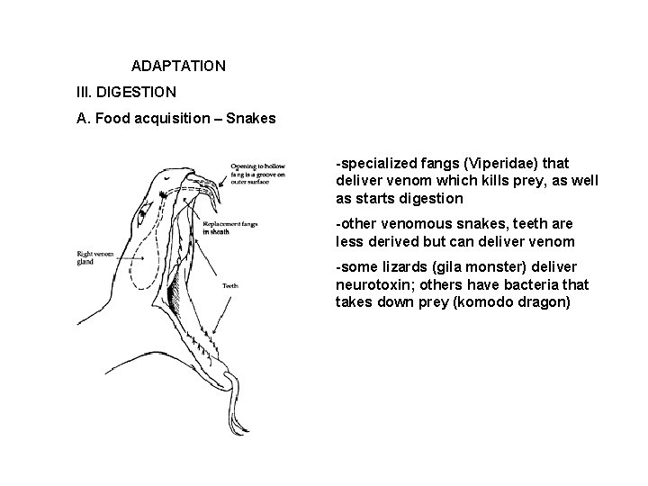ADAPTATION III. DIGESTION A. Food acquisition – Snakes -specialized fangs (Viperidae) that deliver venom