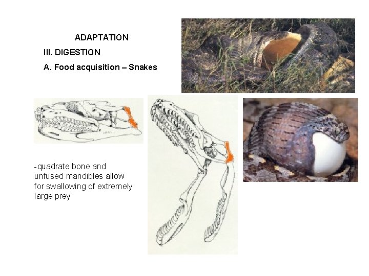 ADAPTATION III. DIGESTION A. Food acquisition – Snakes -quadrate bone and unfused mandibles allow