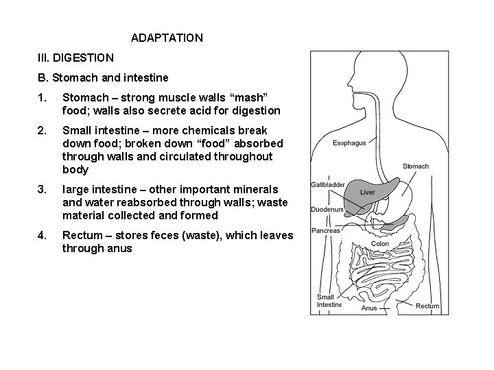 ADAPTATION III. DIGESTION B. Stomach and intestine 1. Stomach – strong muscle walls “mash”