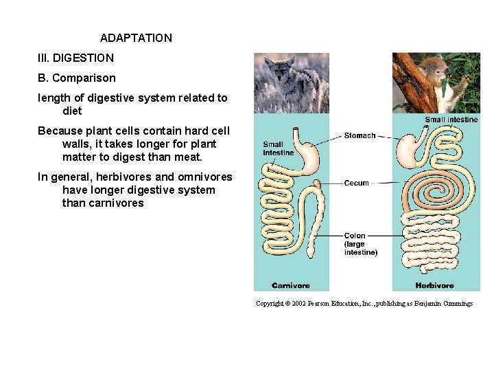 ADAPTATION III. DIGESTION B. Comparison length of digestive system related to diet Because plant