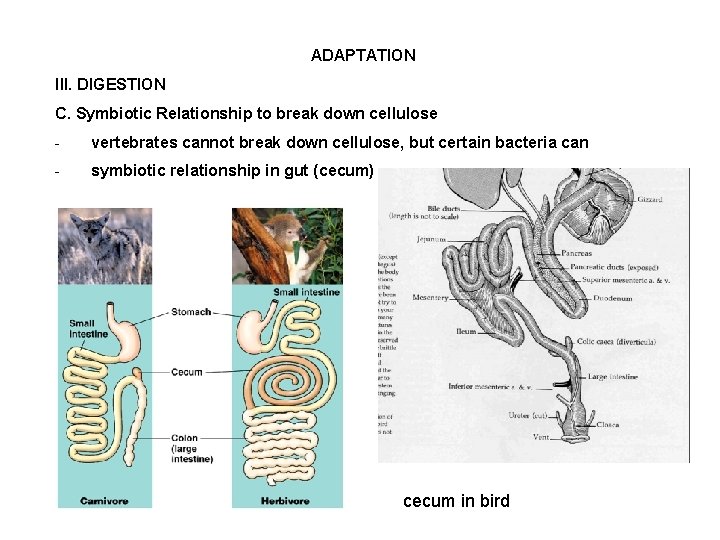 ADAPTATION III. DIGESTION C. Symbiotic Relationship to break down cellulose - vertebrates cannot break