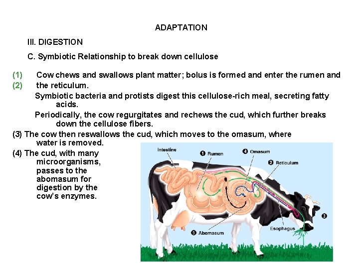 ADAPTATION III. DIGESTION C. Symbiotic Relationship to break down cellulose (1) (2) Cow chews